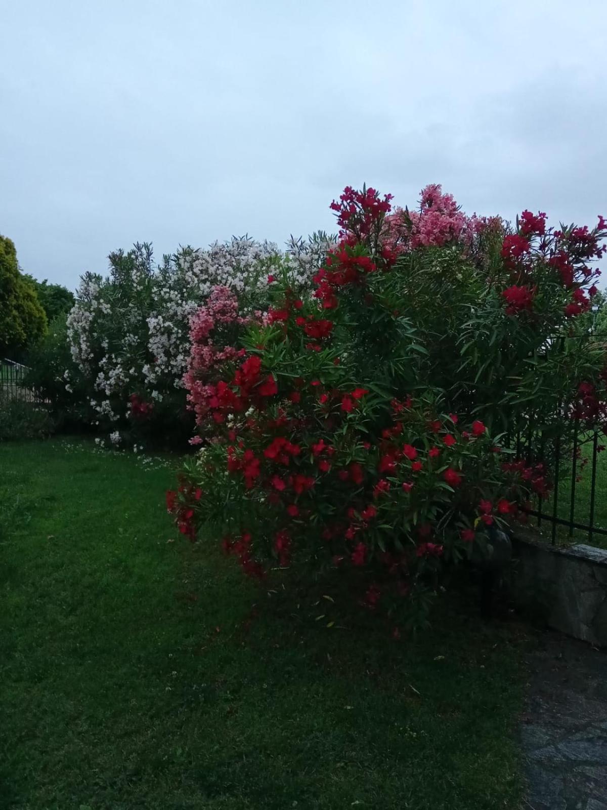 לפטוקריה Villa Anna מראה חיצוני תמונה